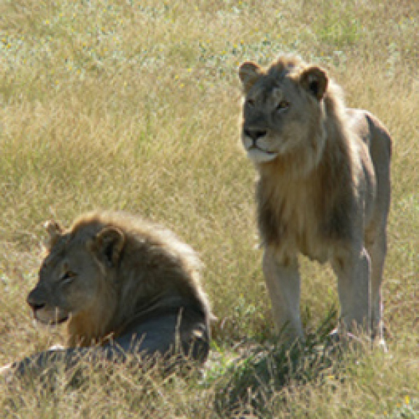 Motorradreisen Afrika Rundreise Wald Tafelberg